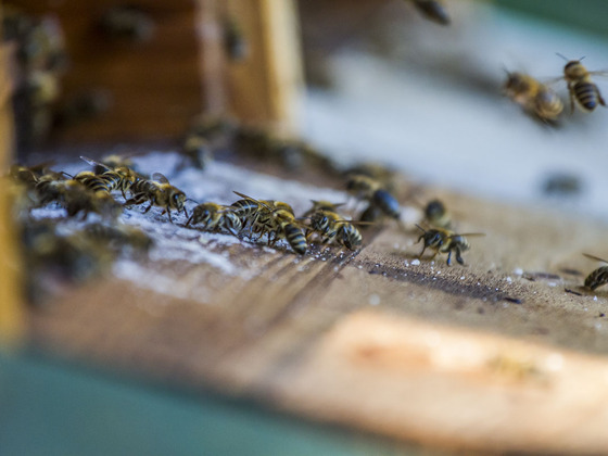 Bienenlehrpfad