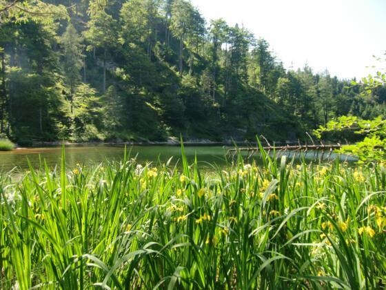 Eibensee