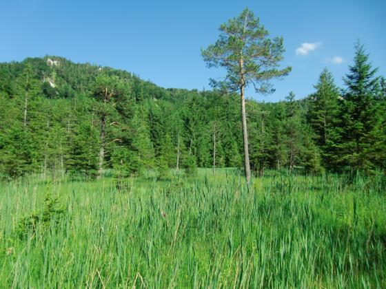 Hochmoor Wildmoos
