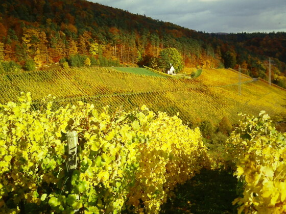 Weinberge