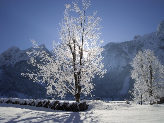 Winterliche Au