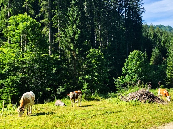 Weidevieh an der Tour