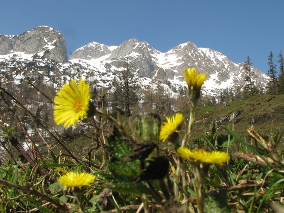 Quehenbergalm