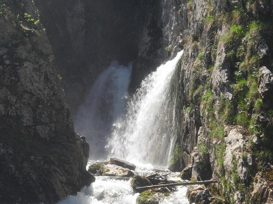 Dachserfall