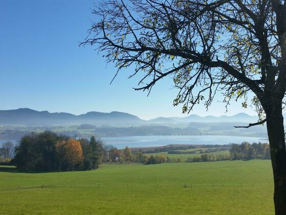 Ausblick auf den Wallersee