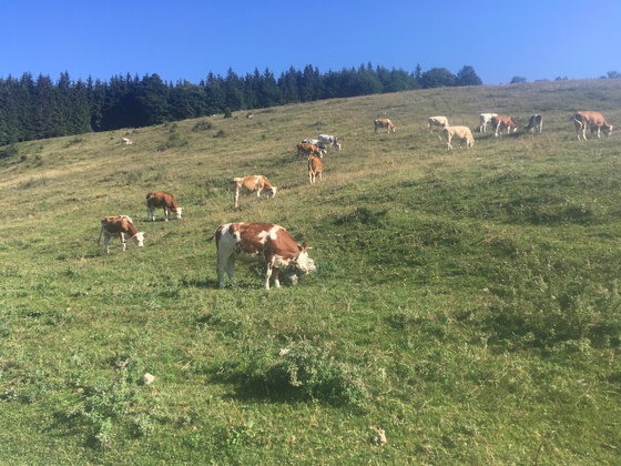 Almengebiet
