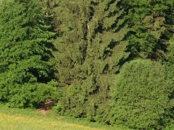 Mischwald