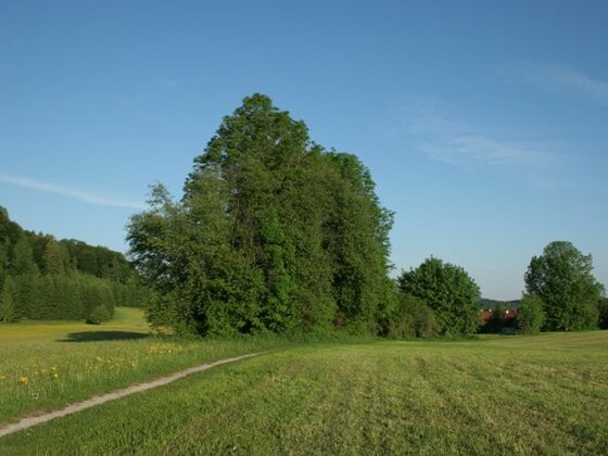 Hecke, Wiese, Weg