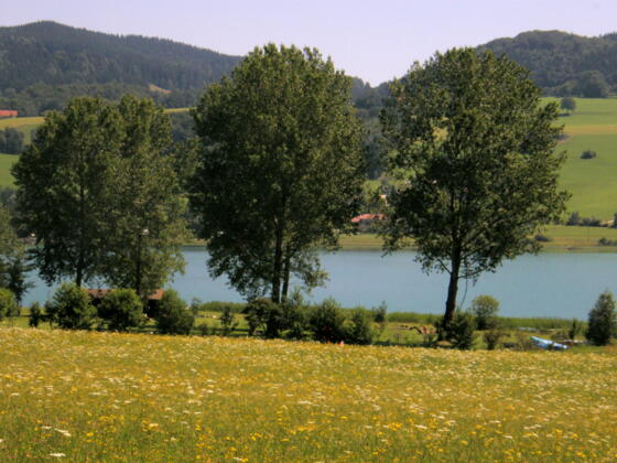 am Irrsee entlang