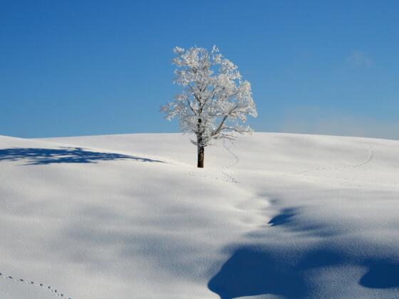 Fotowettbewerb auf der Hemmersuppenalm