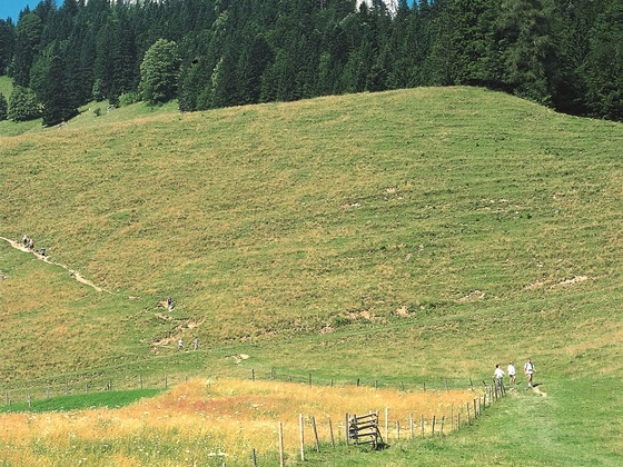 Daffnerwaldalmen