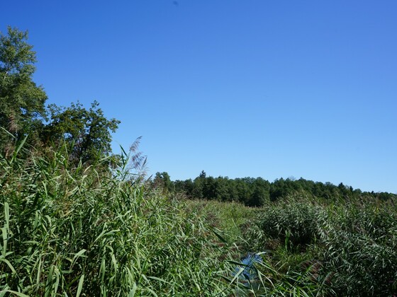 Simssee Schilf