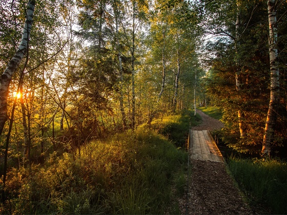 Abend in der Kendlmühlfilze
