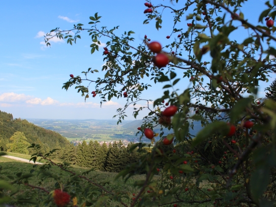 Herbst auf den Grassauer Bergen