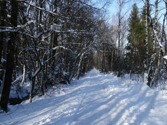 Winterwandern in der Kendlühlfilze