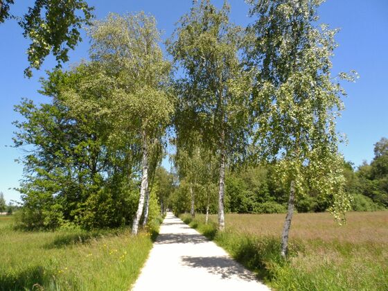 Schöne Birkenallee