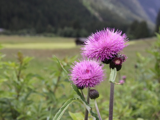 Mahderhöhe