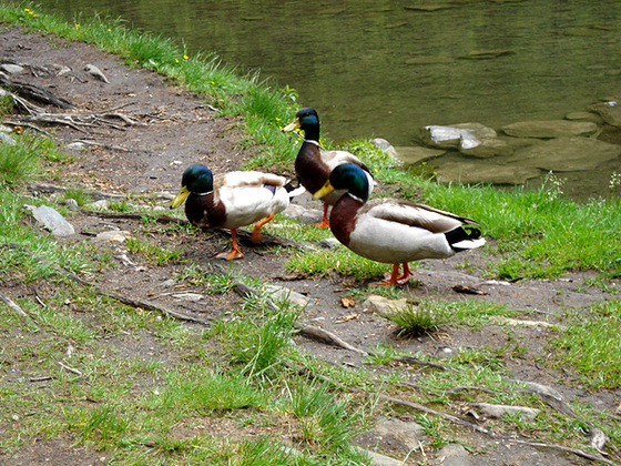 Enten am Hintersee