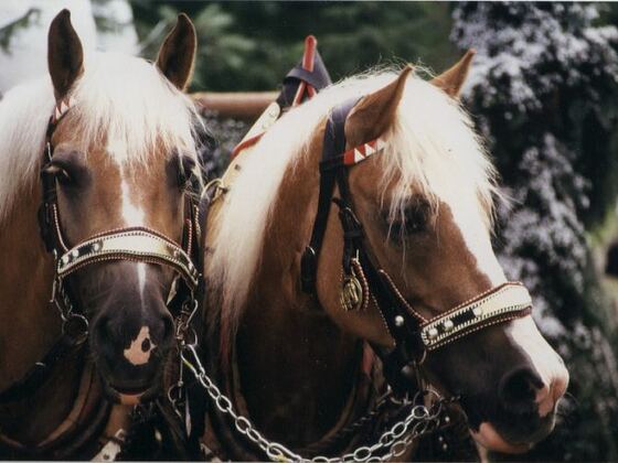 Pferde vom Reitstall Danzerhof