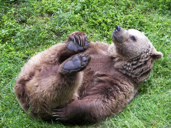 Braunbär