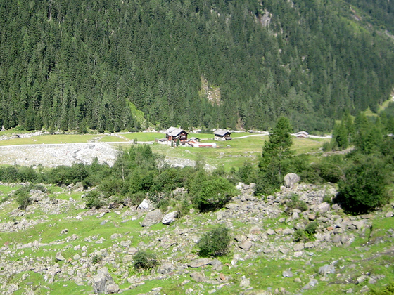 Smaragde schürfen hinter der Alpenrose