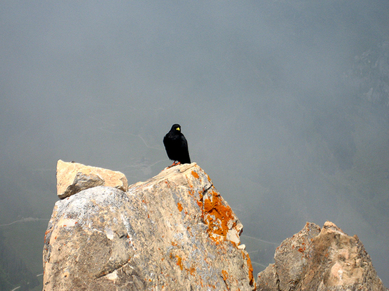 Alpendohlen am Gr. Rettenstein