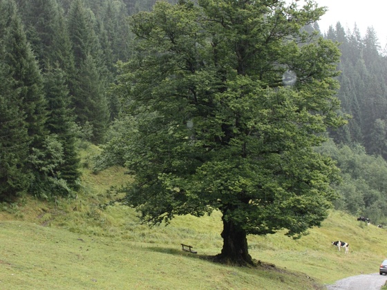 Buche am Eingang des Riedingtals