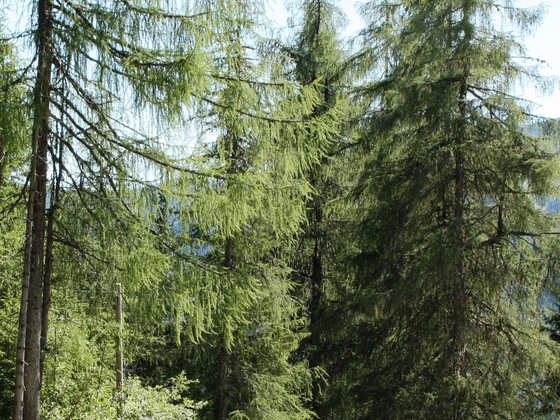 Lärchenallee