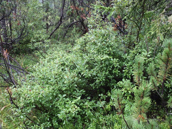 Hochmoor