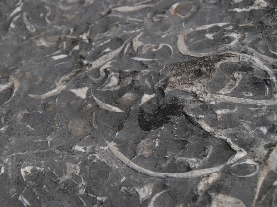 Zeitzeugen aus Stein