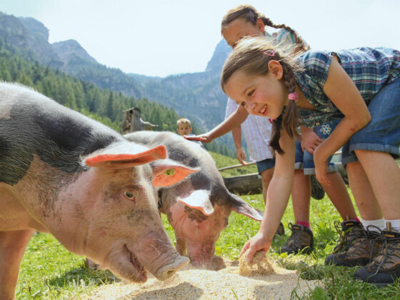 Tierische Erlebnisse auf der Marbachalm