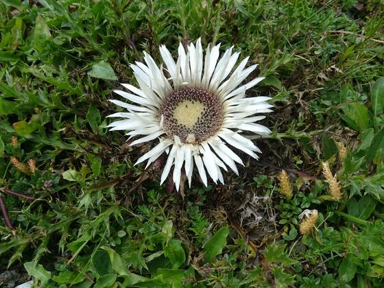Silberdistel