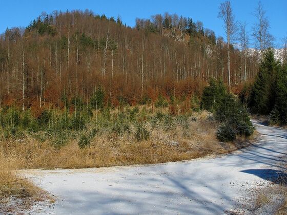 Die nächste Abzweigung - und es geht rechts weiter auf den Ameisstein