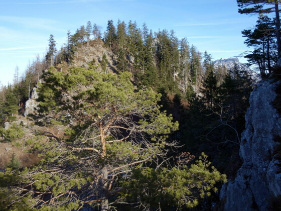 Sonnstein- Nordgipfel ~1050m