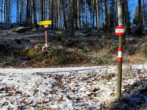 Der Wegweiser zeigt nach links, aber wir gehen die Forststraße nach rechts ...