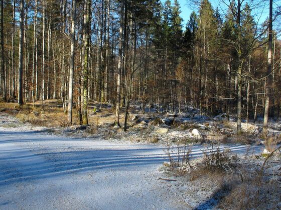 Bei dieser Abzweigung sollte man rechts abbiegen um auf den Ameisstein zu gelangen