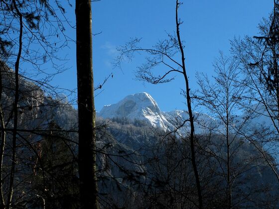 Eine einsame unbenannte Schneespitze ragt links neben dem hinter den Bäumen verschwindenden Rotgschirr in den Himmel.