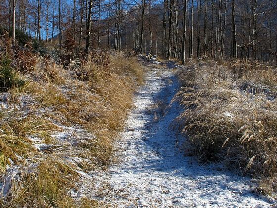 Wir verlassen die Forststraße und biegen rechts in den Ziehweg ein