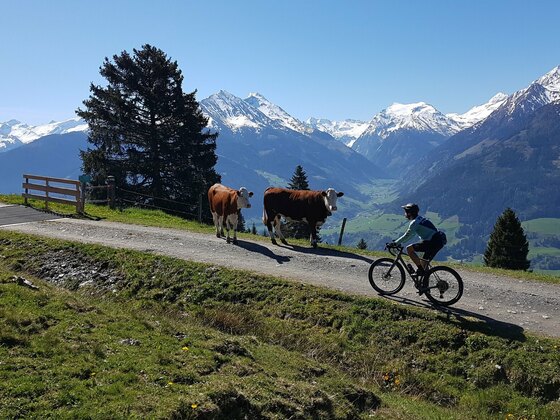 Kühe am Weg zur Hörgeralm