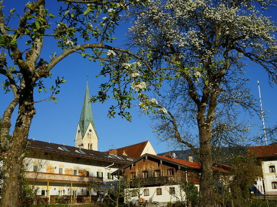 Streuobstbäume vor Törwang