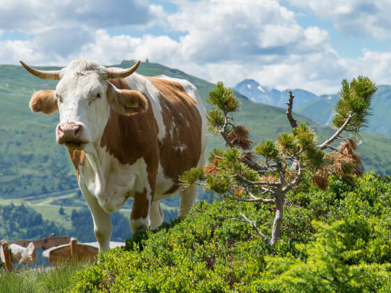 Neugierige Kuh