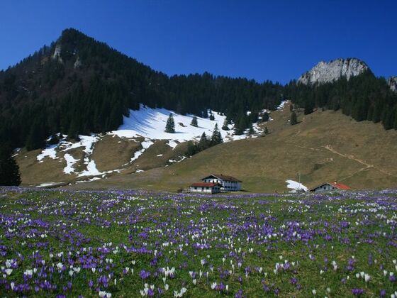 Krokusblüte vor den Daffneralmen