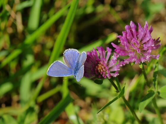 Farbenfrohe Highlights am Wegesrand