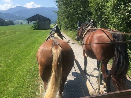 Pferdekutschenfahrten Kriechbaumerhof