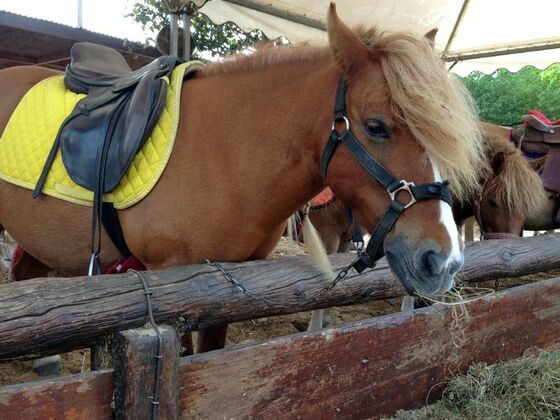 Ponyreiten