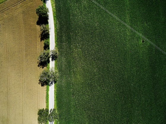 Glückswege - Erkheim - Glücksbaum-Pfad - Wald atmen