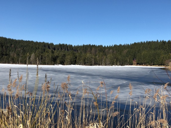 Eschacher Weiher im Frühjahr