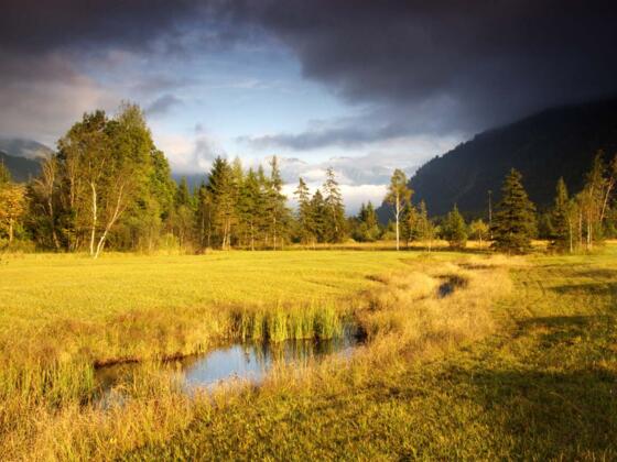 Wanderung durchs Weidmoos