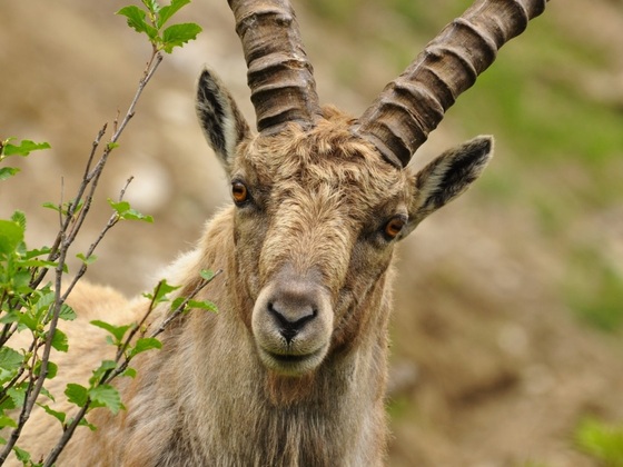 Steinbock