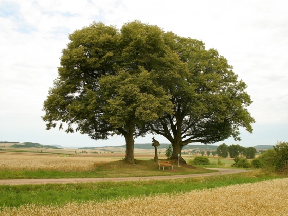 Am Fuße des Kapellenbergs stehen diese beiden alten Bäume mit Rastbank und Bildstock.
